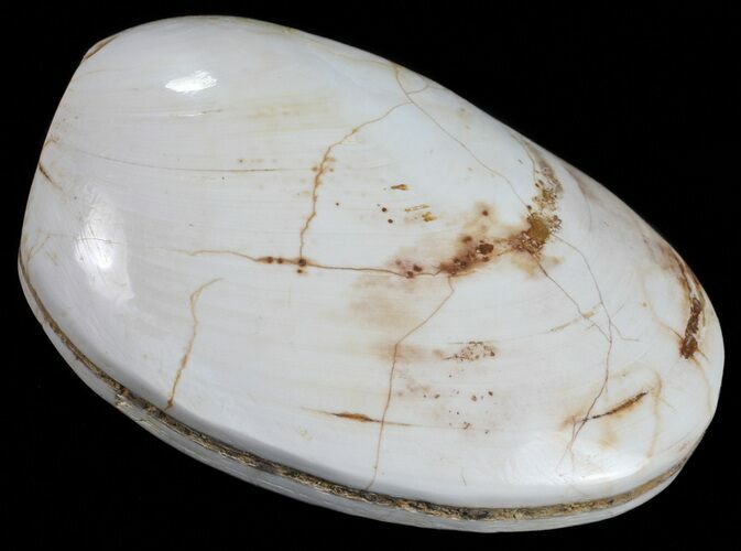 Wide Polished Fossil Clam - Jurassic #55232